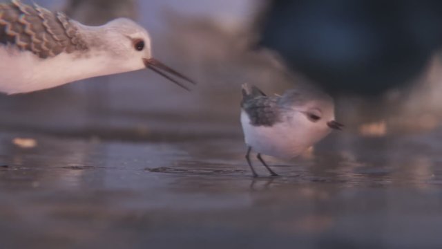 Piper (2016) Fragman