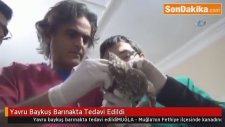 Yavru Baykuş Barınakta Tedavi Edildi