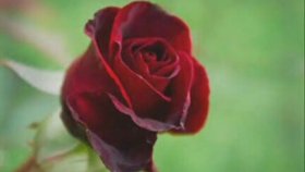 Abdurrahman Önül - Yandım Yanayım Bu Gece Abdurrahman Önül - Yandım Yanayım Bu Gece