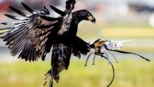 Fransa Drone'ları Kartallarla Yakalayacak!