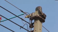 Elektrik Direğine Çıkan Dev Piton!