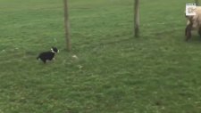 Minik Köpeğin Koyun Sürüsüne Meydan Okuması