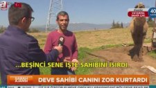 Çekim Sırasında Sahibini Isıran Deve