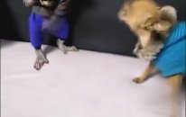 Köpeği Kızdıran Maymunun Sonu