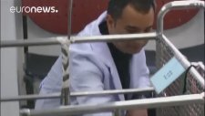 Paragöz Kaplumbağaya 7 Saatlik Ameliyat