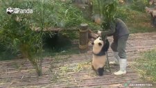 Viral Panda Yine İş Başında