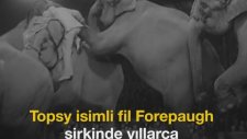 Elektrik Verilerek İdam Edilen Fil Topsy