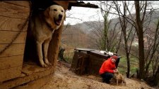 İşte Kurtarılan Kuyu Köpeğin Ailesi