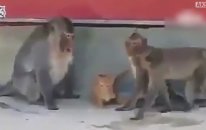 Maymunların Eline Düşen Kedinin Zor Anları!
