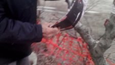 Kiraz ağacı Asi aslama şekli Tozmanli Demirci Hüseyin ve derici Mehmet Güneş