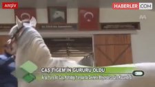 Devlete 14 Milyon Tl Kazandıran Safkan Caş, 24 Yaşında Hayatını Kaybetti