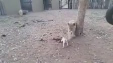 minik köpek aslanlara karşı