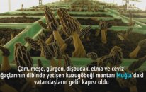 Muğla'da Yetişen Kuzugöbeği Mantarı Vatandaşların Gelir Kapısı Oldu