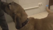 Kuyu Köpeğinin İkinci Kez Ölümden Dönmesi