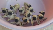 Sevimli Yavru Pug'lar