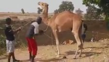 Adamın Kafasına Şaplağı İndiren Sinirli Deve