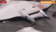 Akdeniz'in Manta'ları Tezgahları Süsleyince Bilim Dünyası Ayağa Kalktı