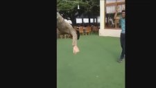 Sabah Taklası Dedik Biraz