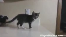 Masadan Düşen Kedi