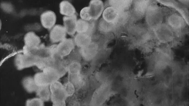 Minute Bodies: The Intimate World of F. Percy Smith - Fragma