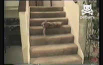 Merdivenden Düşen Kedi