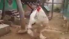 Dev Horoz Görenleri Şaşırtıyor