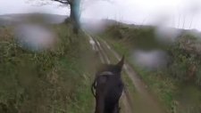 Emekliye Ayrıldığını Unutan Yarış Atından Efsane Koşu