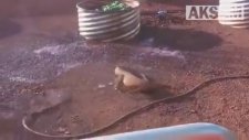 Su Hortumunu Yılan Sanan Dev Kertenkele Böyle Saldırdı
