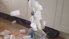 Kral Papağan Kakadu Yine Sahnede