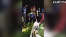 Endonezya'da 7 Metrelik Piton İnsan Yuttu
