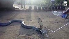 Hindistan'da Kral Kobroya Pet Şişeden Su İçirdiler