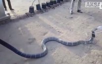 Pet Şişeden Su İçen Kobra Şoka Soktu!