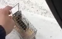Özgürlüğüne Kavuşan Farenin Bahtsızlığı