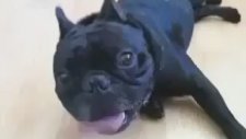 Rolantide Çalışan Köpek