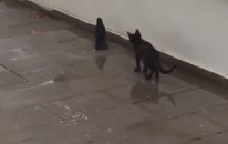 Kedi Karga Kavgasi