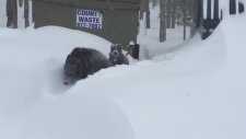 Pitbula Yol Açan Kurt Köpeği