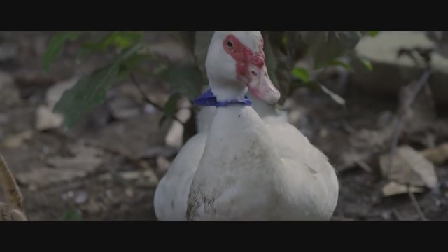 Tatlong Bibe (2017) Fragman