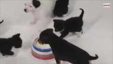 Birbirleriyle İlk Kez Karşılaşan Kedi ve Köpek Yavruları