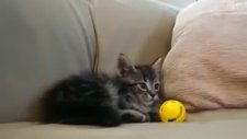 Durduk Yere Annesinden Azar Yiyen Yavru Kedi