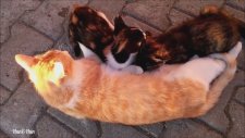 Emzirmesi İçin Annesini İkna Eden Yavru Kedi