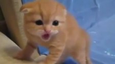 Kameradan Korkan Yavru Kedi