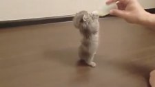 Oyun Oynamadan Mama Yemeyen Yavru Kedi