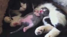 Rüyasında Korkan Yavru Kedi