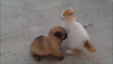 Sevimli Kedi ile Köpek Yavrusunun Arkadaşlığı