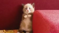 Süpürgeden Korkan Sevimli Kedi Yavrusu