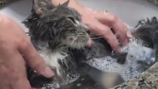 Banyo Yapan Yavru Kedinin Keyif Dolu Anları