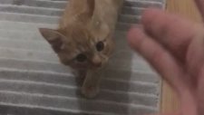 Ölü Taklidi Yapan Tatlı Yavru Kedi