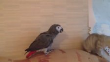 Yavru Kedi ve Papağanın ilk Karşılaşması