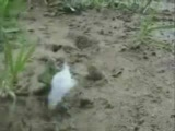 Kurşun Asker Savaşları