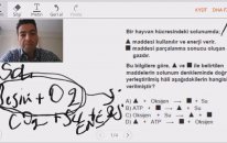 Fotosentez ve Solunum Soruları 2